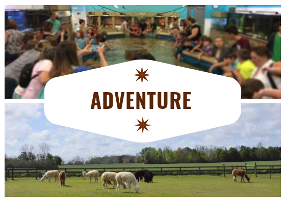 Read more about the article 10 Fantastically Homeschool Friendly Field trips on the Gulf Coast!