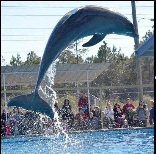 Dolphin