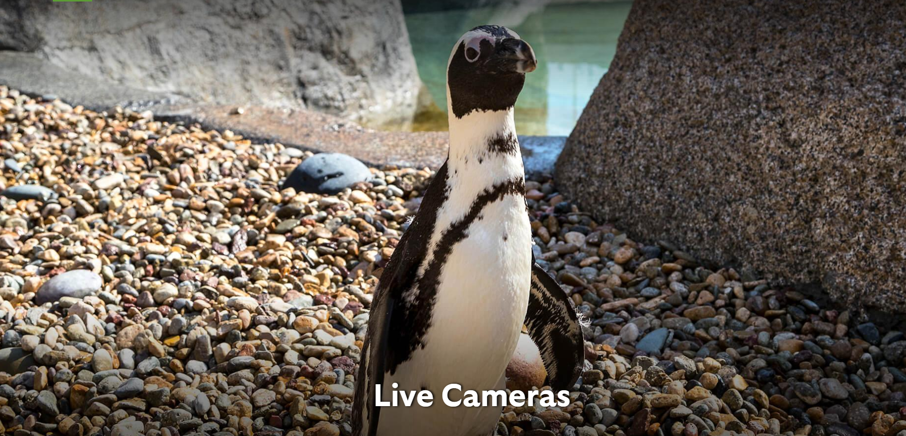 San Diego Zoo Live Cameras